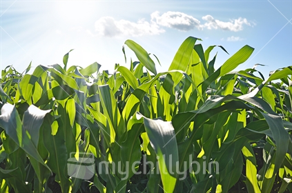 Closeup of Maize backlit against a blue sky