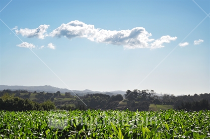 A field of Maize backlit against a blue sky