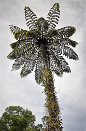 Looking up at a giant Tree fern with trunk covered in creepers