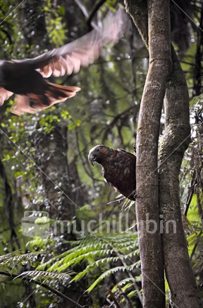A pair of Kaka in the wild at Maungatautari ecological island reserve, Waikato (motion blur)