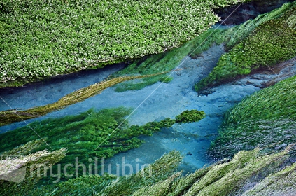 The Te Waihou springs are so clear and pure it results in extraordinary visibilty and amazing blue colours