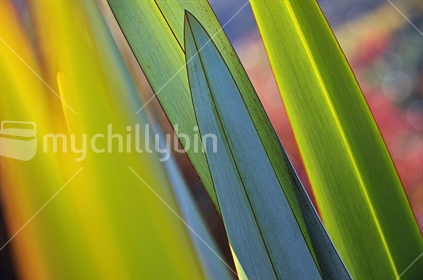Abstract flax, backlit against an Autumn leaf background (selective focus)