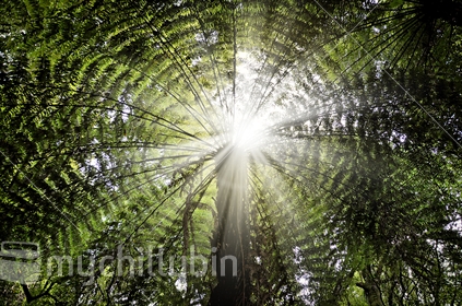 The sun bursts through the fronds of a tree fern in dense bush