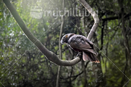 A Kaka perched on a vine is backlit by early morning light