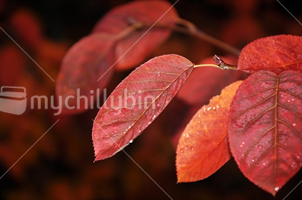 Leaves turning red in Autumn (selective focus)