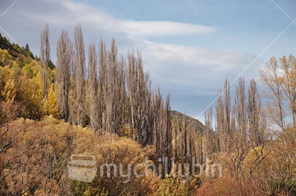 Poplars on the hills behind Arrowtown (see also #100468_445)