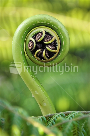 A tree fern shoot unfurls in perfect Koru Maori symbol (selective focus) See also Image #100468_465