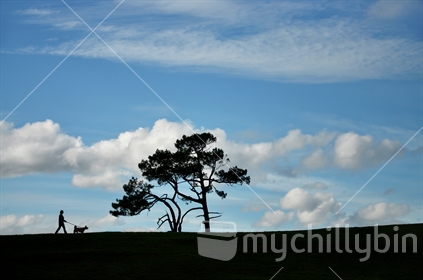 Dog walking on a hill top on a windy day (some motion blur on leaves)