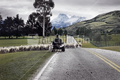 Herding sheep on the road to Glenorchy, near Queenstown, South Island, New Zealand