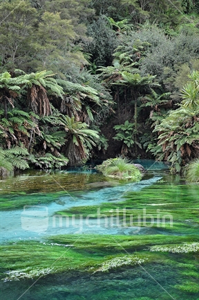 The Te Waihou springs are so clear and pure it results in extraordinary visibilty and amazing natural blue colours
