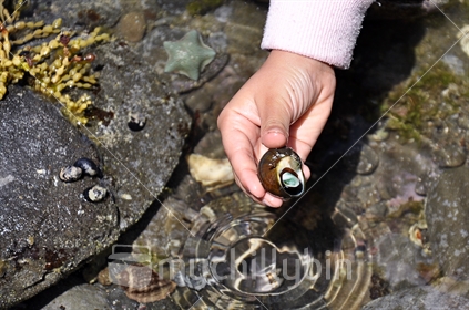 A child finds a cat's eye sea snail in a rock pool (selective focus)