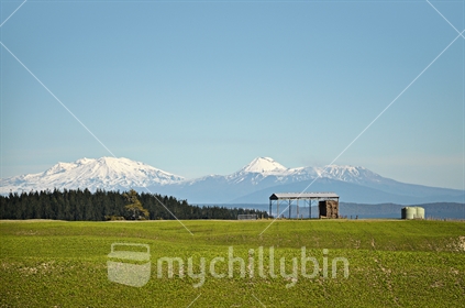 Mount Ruapehu and Mount Ngauruhoe viewed from a farm near Lake Taupo, North Island, New Zealand (selective focus) 
