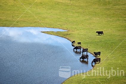 Cattle drinking from a lake