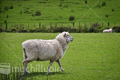 A sheep in profile, New Zealand farming scene. 