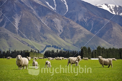 Sheep and Spring lambs at the foot of the Southern Alps (selective focus)