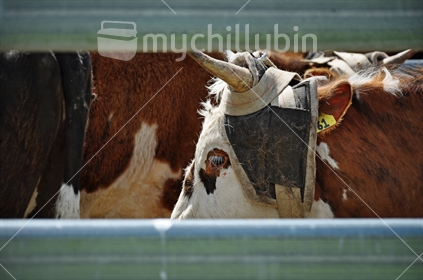 Closeup of a rodeo bull