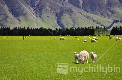 Sheep and Spring lambs at the foot of the Southern Alps (selective focus) (see also Image #100468_519)