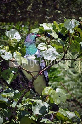 A Kereru, native Wood pigeon, feeding in a Kawakawa tree (selective focus) 