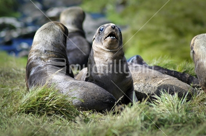 Seal pups on Snares Island