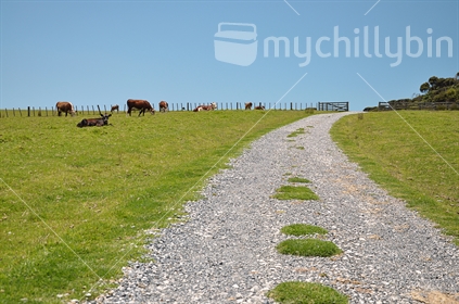 A gravel road leads through an open gate on a dairy farm on a cloudless day
