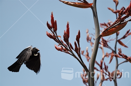 Nectar laden Flax attracts a Tui (selective focus and motion blur on tui)