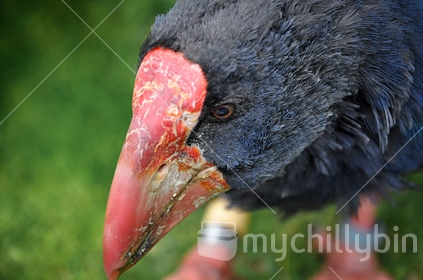 Close up of a Takahe (selective focus) see also #100468_13