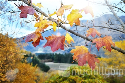 Autumn leaves with The Remarkables in the background (selective focus)