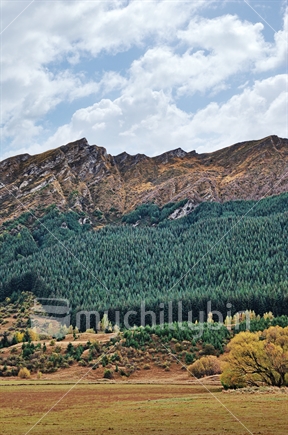 Mature pine forest contrasted against rugged Autumn hills