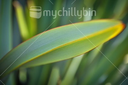 Abstract flax leaf (selective focus)