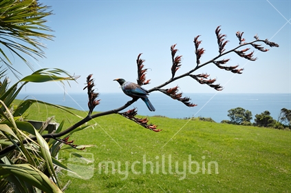 Tui with a pollen covered head feeds on flax (slight motion blur)