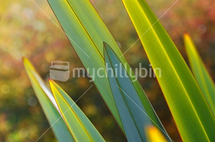 Abstract flax, backlit against an Autumn leaf background (selective focus) see also Image #100468_438