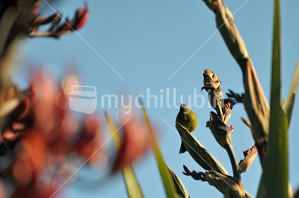 Bellbird on flax (selective focus)