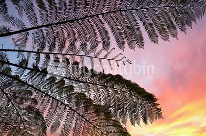 Tree fern silhouette against sunset sky (See also Image #100468_658)