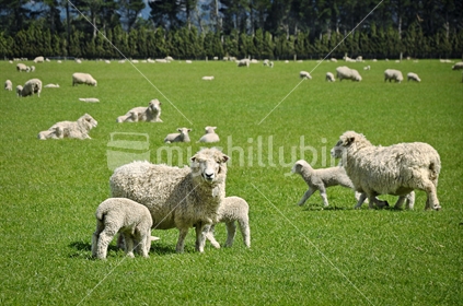 A field full of sheep and spring lambs (selective focus)