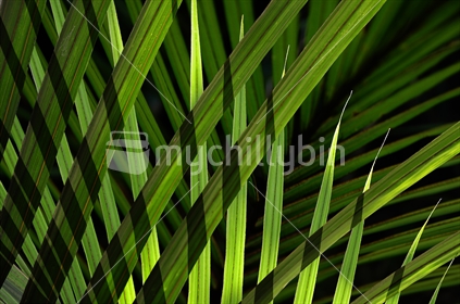 Nikau Palm (Rhopalostylis sapida) fronds in a shaft of sunlight (selective focus)