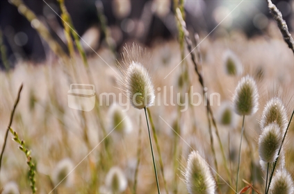 Bunny Tails blowing in the breeze (selective focus and some motion blur)