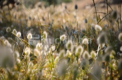 Bunny Tails blowing in the breeze (selective focus and some motion blur)