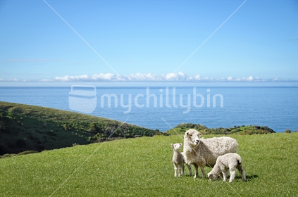 Spring lambs in Aotearoa - land of the long white cloud