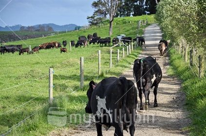 Cows returning from milking (selective focus)