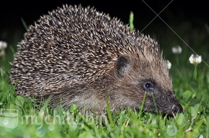 A Hedgehog at night