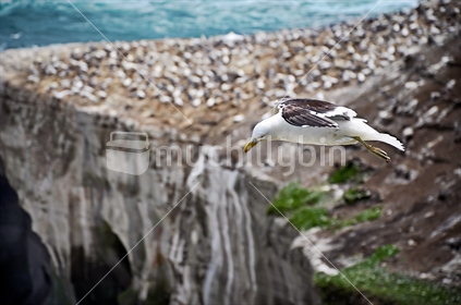 Wall Art:  A Great Black-Backed Gull soars above the gannet colony at Muriwai (Selective focus and some motion blur)