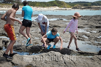 Family explores the rockpools at Tawharanui Regional park (see also Image #100468_579)