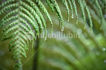 Water droplet on a tree fern frond (selective focus)