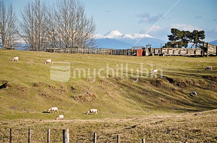 Mount Ngauruhoe viewed across a sheep farm near Lake Taupo, (selective focus) See also Image #100468_500