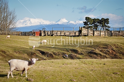 Mt Ruapehu and Mt Ngauruhoe viewed across a sheep farm near Lake Taupo, (selective focus) See also Image #100468_500