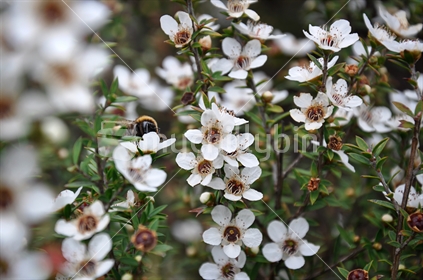 Manuka flower and Bee (selective focus and some motion blur)