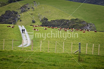 A couple walk through a herd of cows