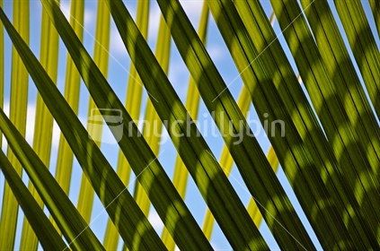 Nikau Palm fronds in a shaft of sunlight (selective focus) See also Image #100468_671 and Image #100468_265