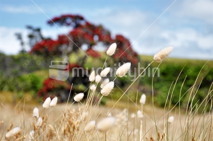 Bunnytails, Pohutukawa, farmland (selective near focus) See also Image #100468_751