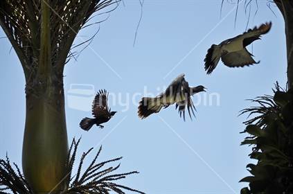 Tui chasing a pair of Kereru from its territory (motion blur)